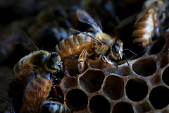 A méhészek megsegítését kérte az agrárminiszter Brüsszelben