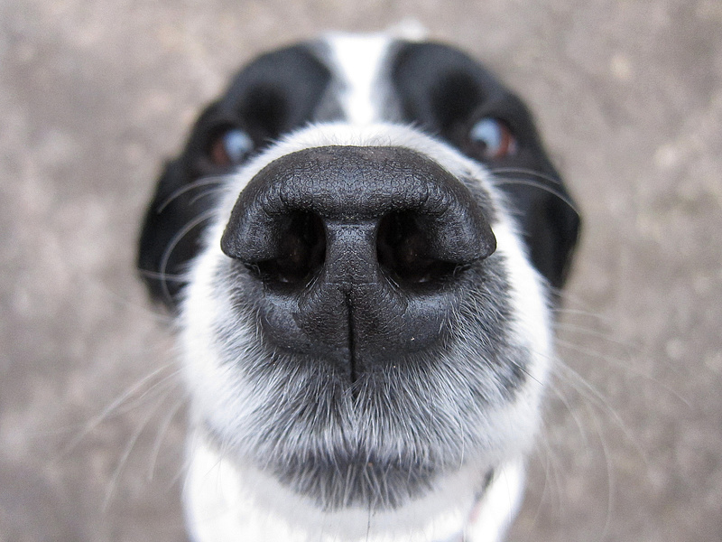 Koronavírus: Ha teszteltetne, vegyen kutyát!