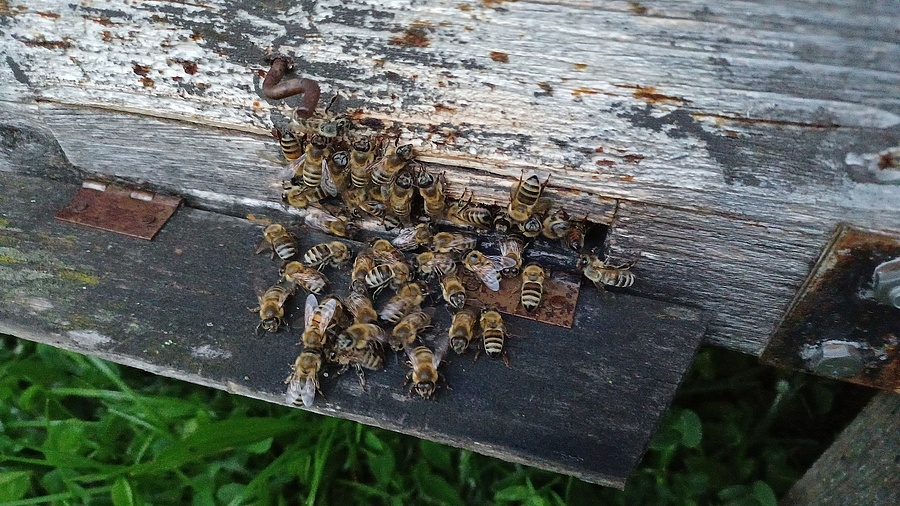 Bees in front of István Kónya's hive.