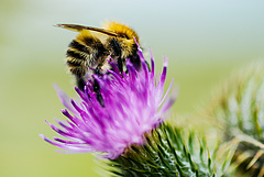 Nagyon sok méh pusztult el a téli hónapokban