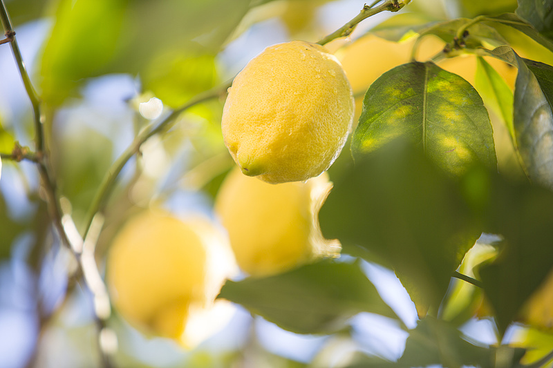 Csaknem 12 tonna citromot hívtak vissza az Auchan üzleteiből