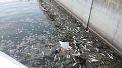 Katasztrófa a Velencei-tónál, a hatóságok sem tudják, mit tegyenek