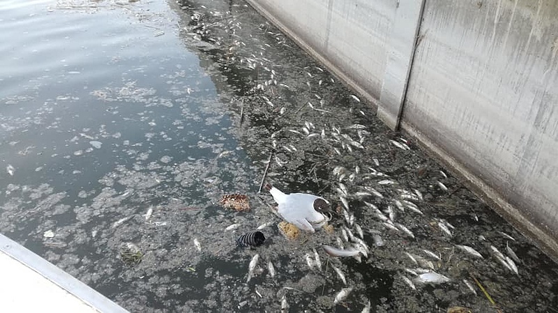 Kiderült, mitől pusztulnak a halak a Velencei-tóban