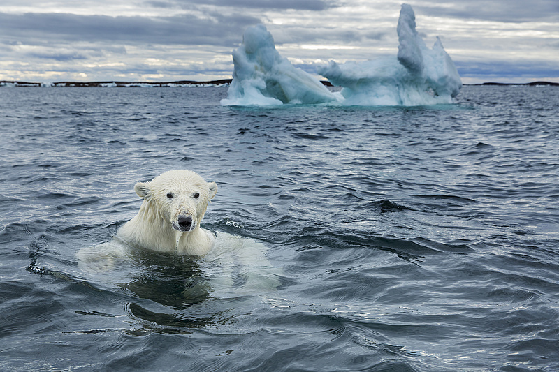 Bajban vannak a jegesmedvék, lehet, hogy újra kell gondolni az éghajlati modelleket