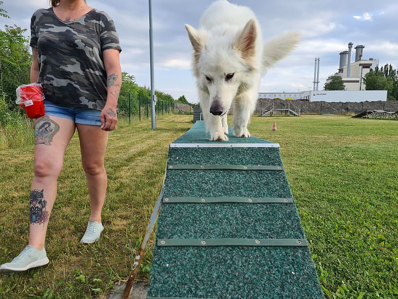 Koronavírus: a lezárások után rehabilitálják a kutyákat, Bécsben