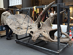 Óriási dinoszaurusz-csontvázat árvereznek el hamarosan, félmilliárd forintig is elmehet a licit