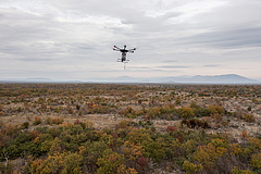 Chilis maggolyókkal drónokról ültetik vissza az erdőket Horvátországban