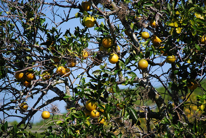 Aranyáron mérhetik a citromot és a narancsot az új EU-s szabályozás miatt