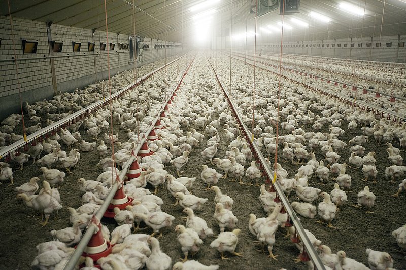 Csirkefarmokkal csaltak el közel 2,5 milliárd forintot