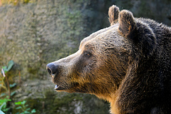 Lelőhetik a medvéket Romániában