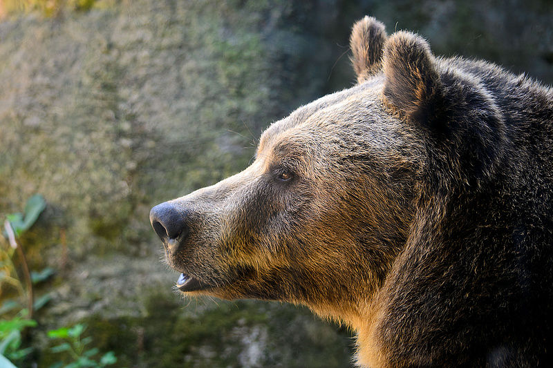 Lelőhetik a medvéket Romániában