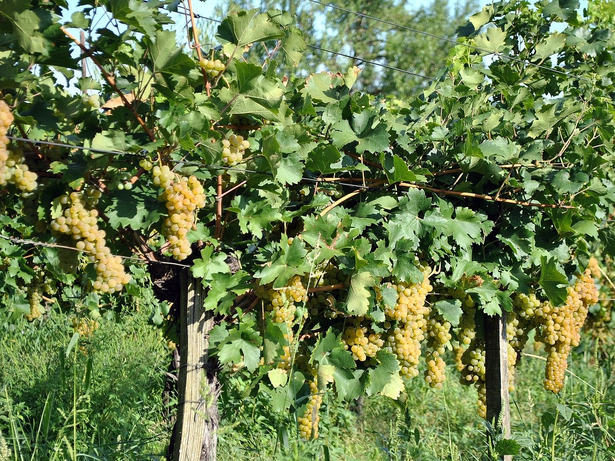 Romanian winery rises