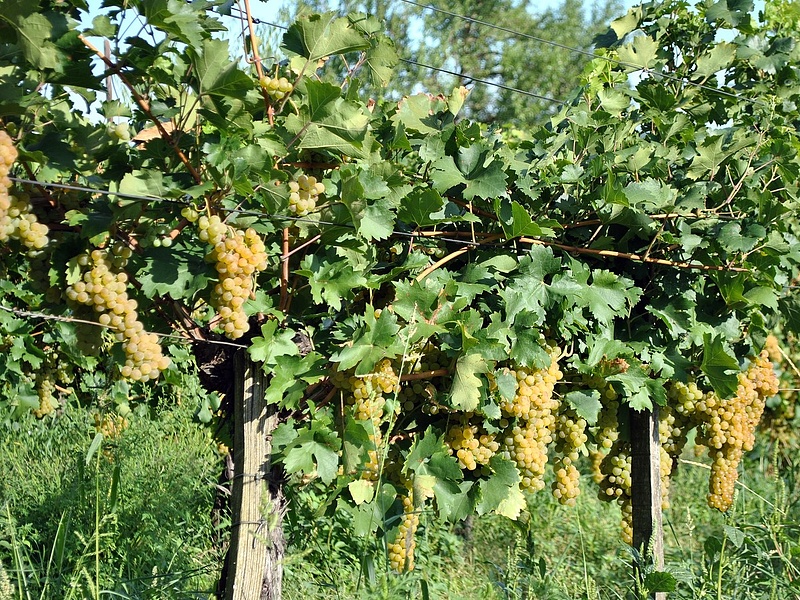 Kísérleti szőlőültetvényt telepítenek a Balaton-felvidéken