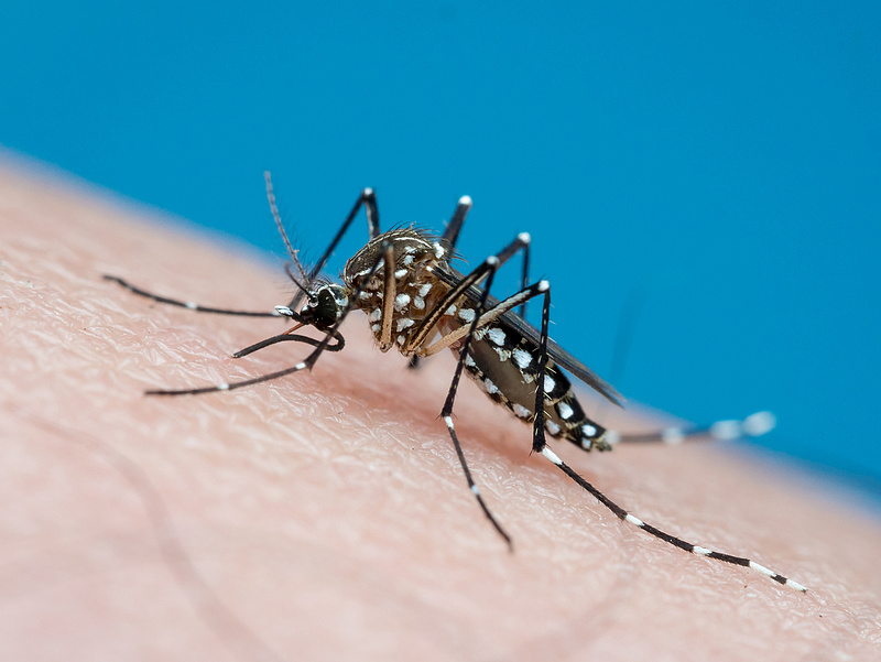 Mutálódott a Zika-vírus és veszélyesebb, mint volt