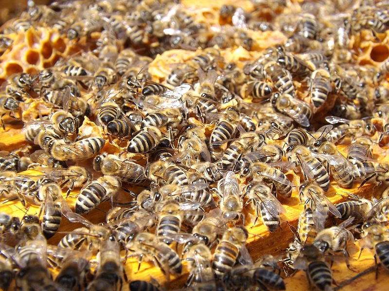 Az oroszok elpusztították az ukrán méhek nagy részét, oda a világ egyik legjelentősebb mézexportja
