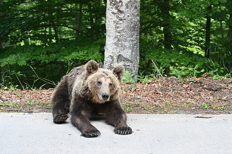 Turistaúton támadt a medve