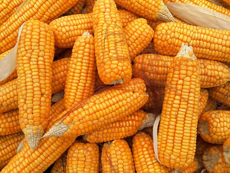 Rossz hír érkezett a kukoricáról is
