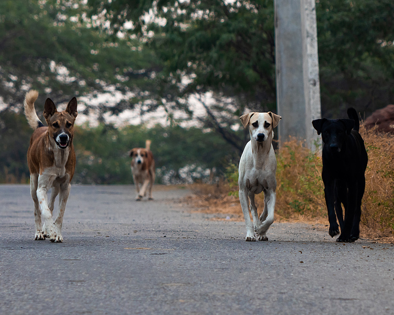 Veszélyes kutyafalkákra figyelmeztetnek a Balatonnál