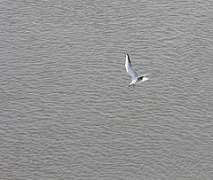Tragikus a helyzet a Velencei-tónál, a madarak is tömegével hullanak