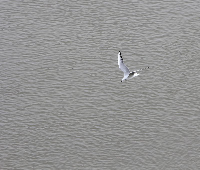 Tragikus a helyzet a Velencei-tónál, a madarak is tömegével hullanak
